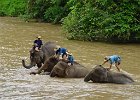 Thailand, Laos Aug02 009  Elefanter bader i Ping floden ved Chian Dao elefantlejren Chiang Mai Thailand